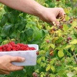 Kako posaditi maline